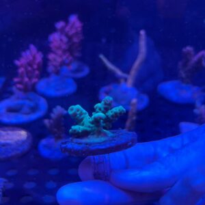 Acropora Sarmentosa Cookie Monster
