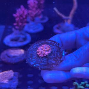 Montipora Jason Fox Beach Bum