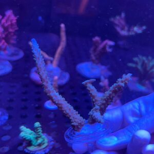 Acropora Sp