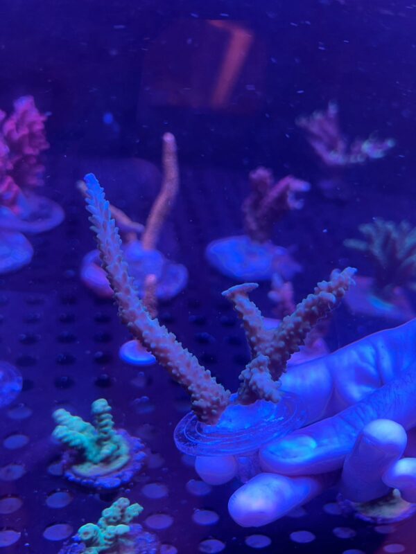 Acropora Sp