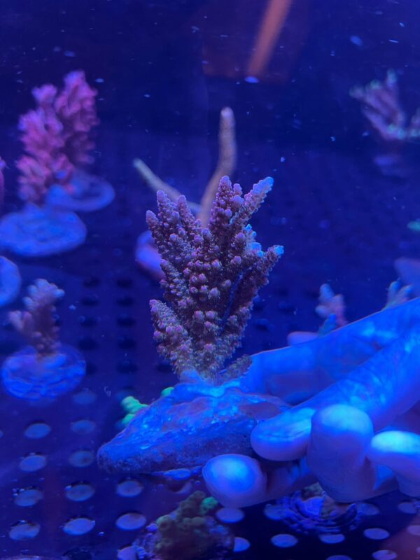 Acropora Jello Shot