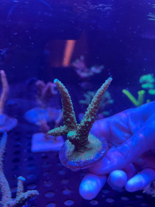 Acropora Green Sp