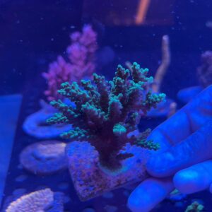Acropora Sp
