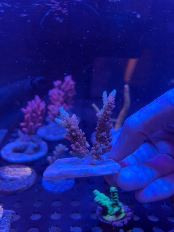 Acropora Jello Shot - Imagen 2