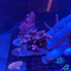 Acropora Red Sp.