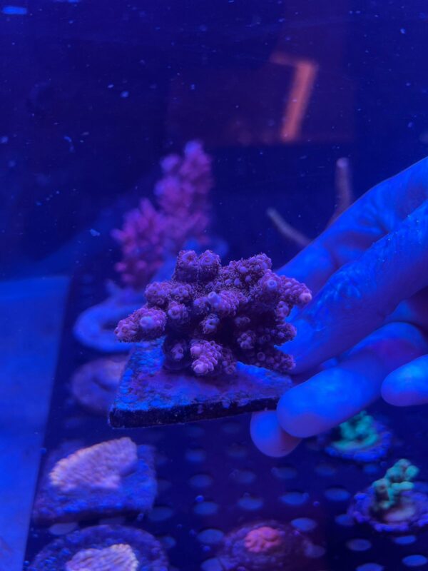 Acropora Red Sp.