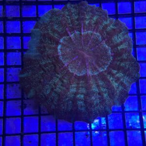 Acanthophyllia Deshaseyiana