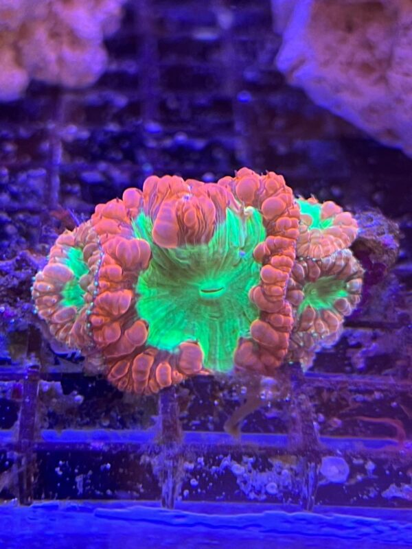 Blastomussa Wellsi Bicolor