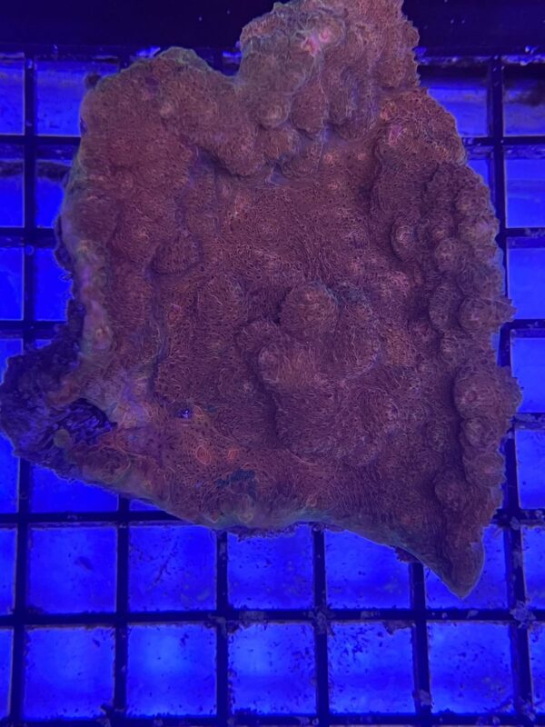 Echinophyllia sp. Chalice Coral Smooth Grado A