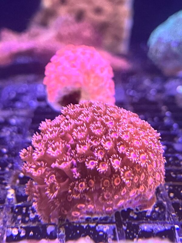 Goniopora Long Tentacle Red Neón Small