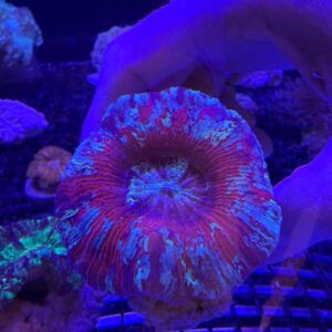 Trachyphyllia Geoffroyi (Reef Master) Grado A