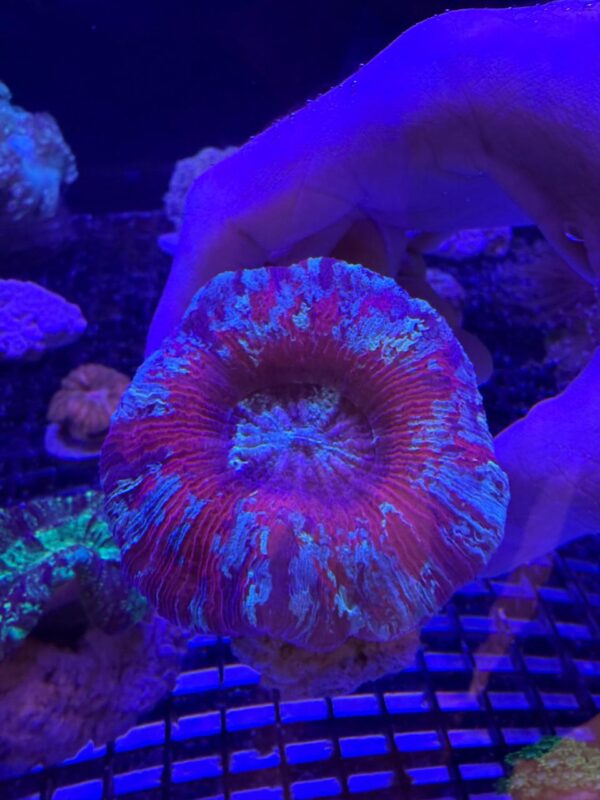 Trachyphyllia Geoffroyi (Reef Master) Grado A
