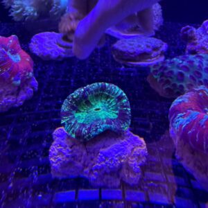Trachyphyllia geoffroyi (Reef Master) Green Grado A