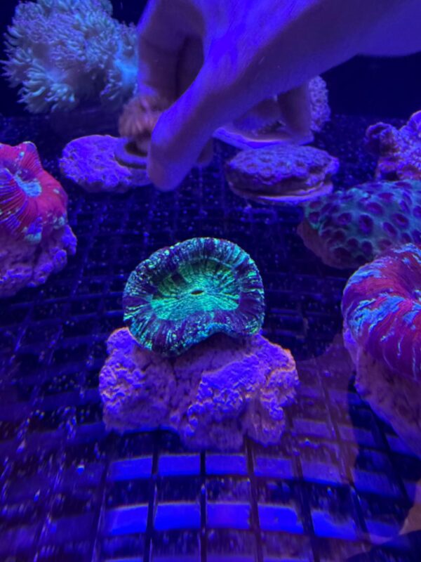 Trachyphyllia geoffroyi (Reef Master) Green Grado A