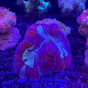 Trachyphyllia Geoffroyi (Reef Master) Grado A