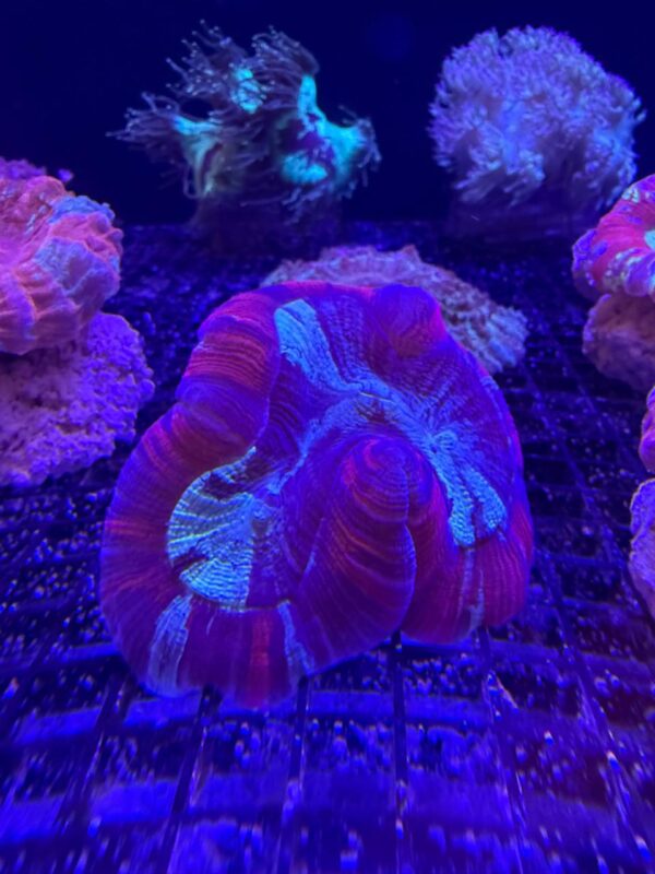 Trachyphyllia Geoffroyi (Reef Master) Grado A