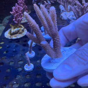 Acropora sp (Reef Master)