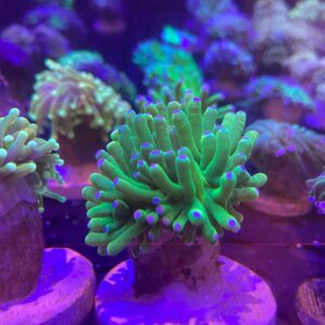 Euphyllia Glabrescense Blueberry