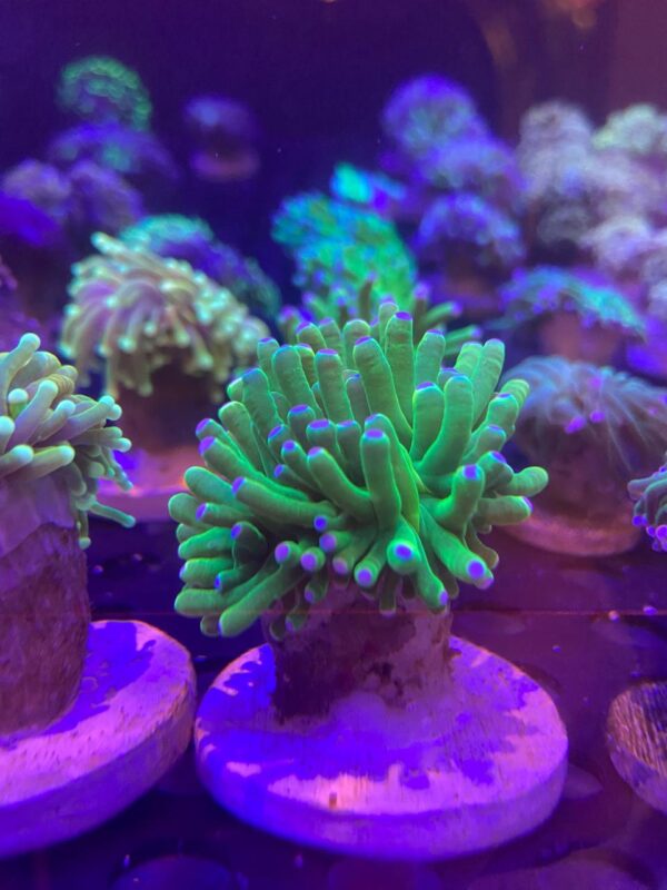 Euphyllia Glabrescense Blueberry
