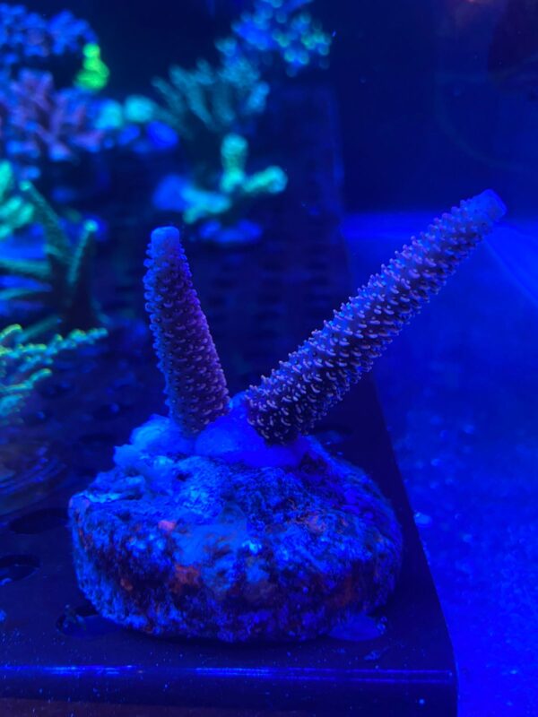 Abrolhoensis - Imagen 2