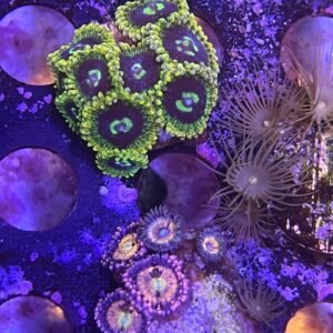 Zoas Yoda