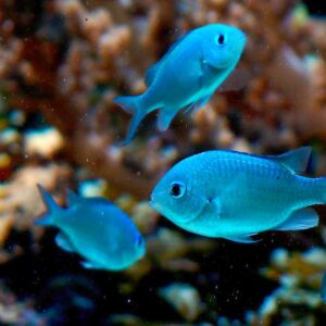 Combo tres Chromis Viridis
