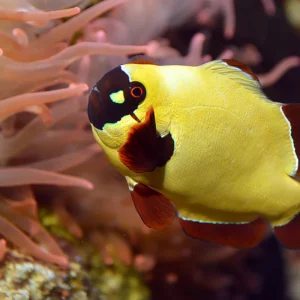 Premnas Epigrammata Golden Nugget