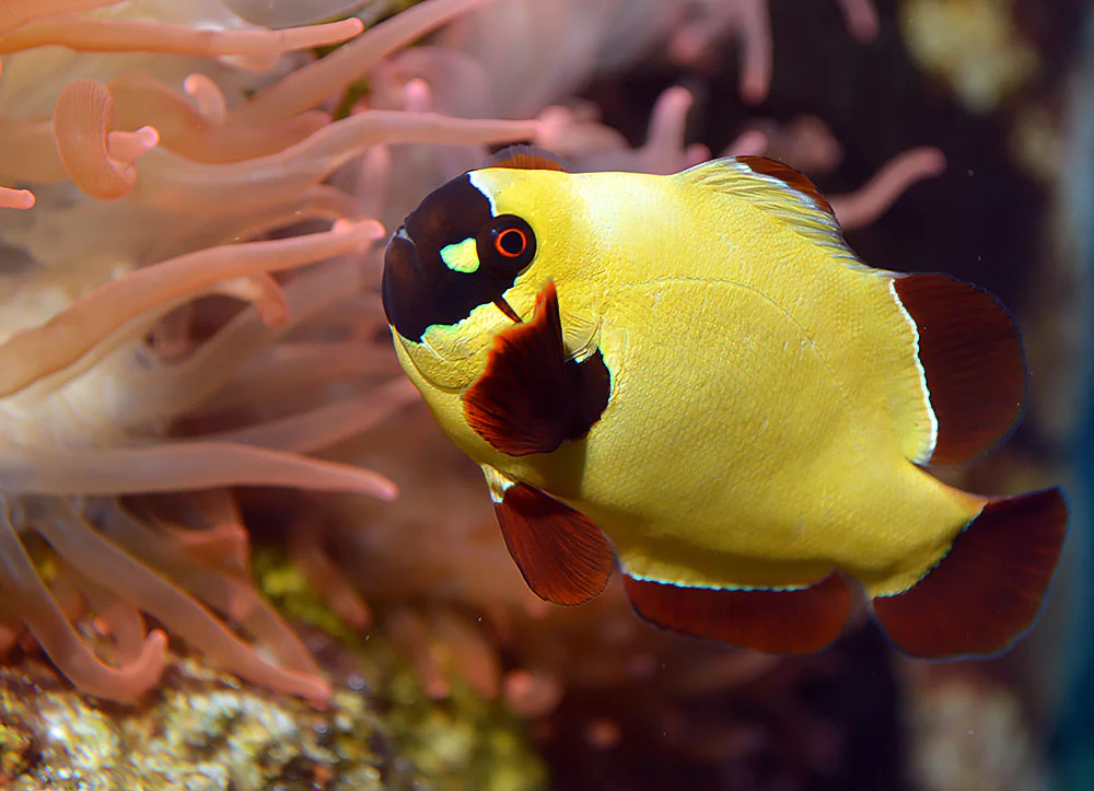 Premnas Epigrammata Golden Nugget