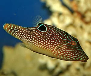 Canthigaster Margaritata