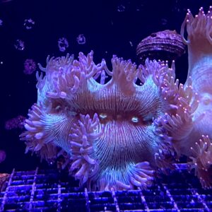 Catalaphyllia jardineii “Elegance Coral” Green Neon M