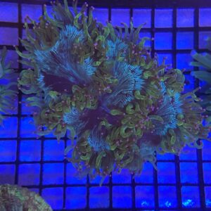 Catalaphyllia Jardinei “Elegance Coral” Red/Orange Mouth
