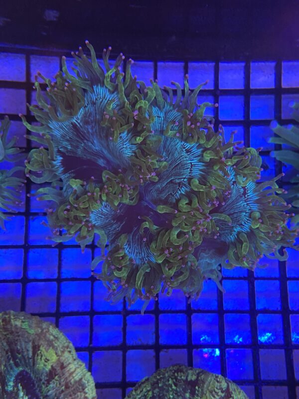 Catalaphyllia Jardinei “Elegance Coral” Red/Orange Mouth