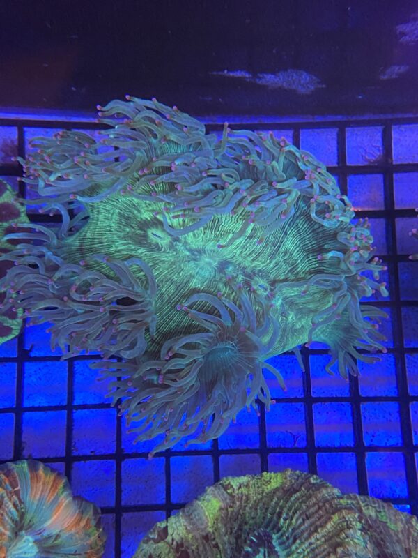 Catalaphyllia Jardineii “Elegance Coral” Pink Tips