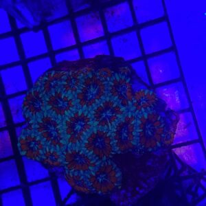 Acanthastrea Lordhowensis "AcanLord Polyp S"