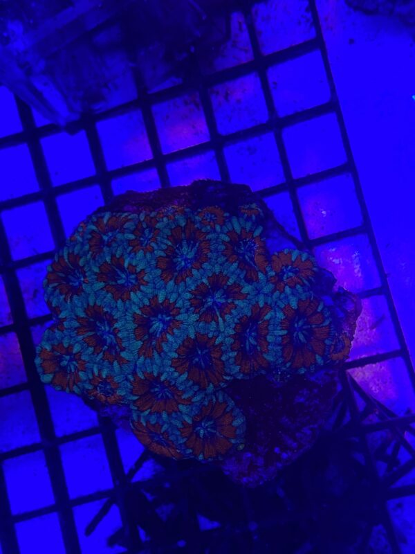Acanthastrea Lordhowensis "AcanLord Polyp S"