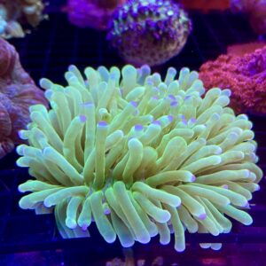 Heliofungia Actiniformis Green Coloured Tips (Tentáculos Largos)