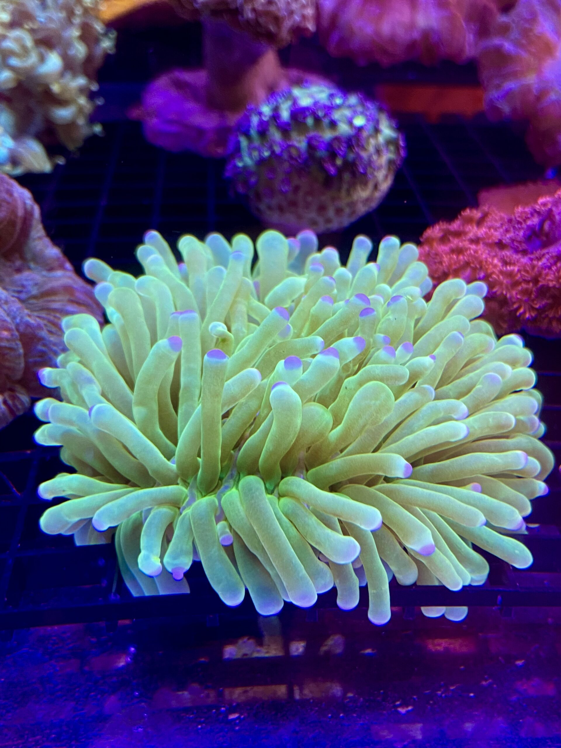 Heliofungia Actiniformis Green Coloured Tips (Tentáculos Largos)