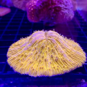 Fungia Spp. Orange Grado B