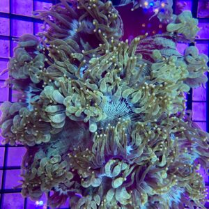 Catalaphyllia jardineii “Elegance Coral” Yellow Tips