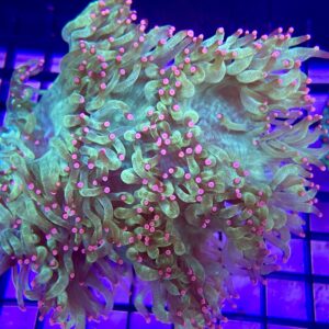 Catalaphyllia Jardineii “Elegance Coral” Pink Tips