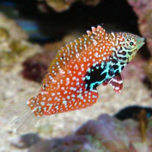 Macropharyngodon Bipartitus