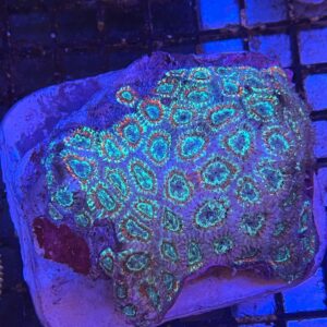 Acanthastrea Lordhowensis "AcanLord Polyp S"