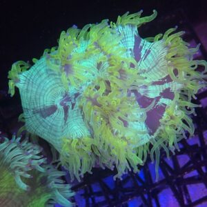 Catalaphyllia Jardineii “Elegance Coral” Pink Tips