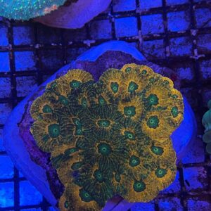 Acanthastrea Echinata Green Eye