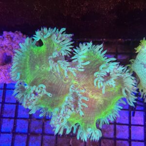 Catalaphyllia jardineii “Elegance Coral” Purple Tips