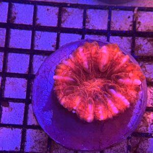 Cynarina Lacrymalis “Red Metallic”