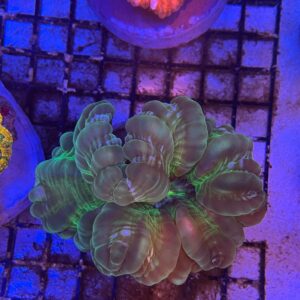 Cynarina Lacrymalis Green Metallic