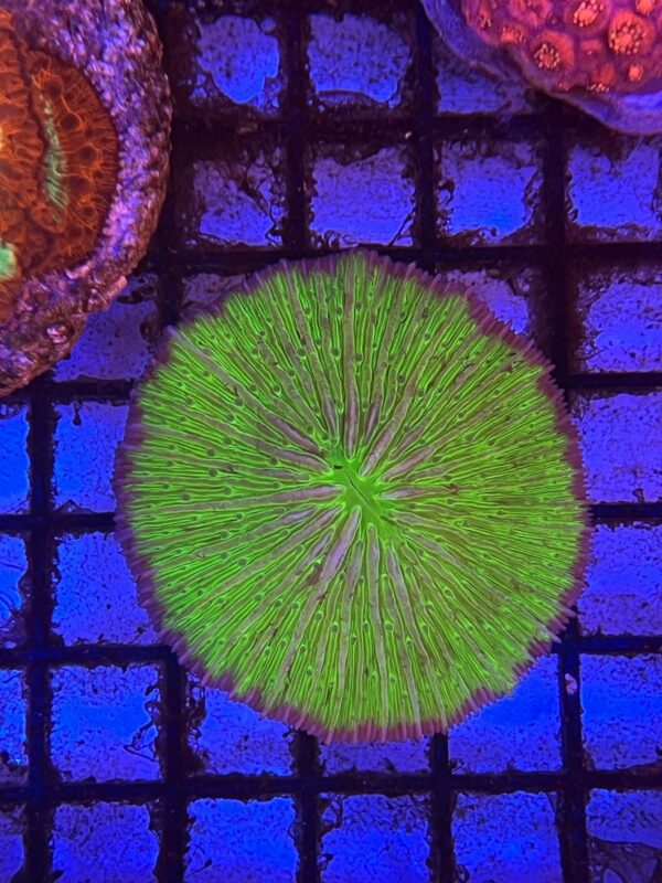 Fungia Green Plate Coral Fluo