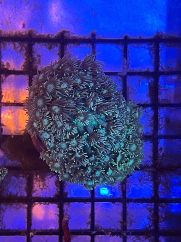 Goniopora Spp Flowerpot Green Metallic