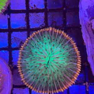 Fungia Green Plate Coral Borde Naranja